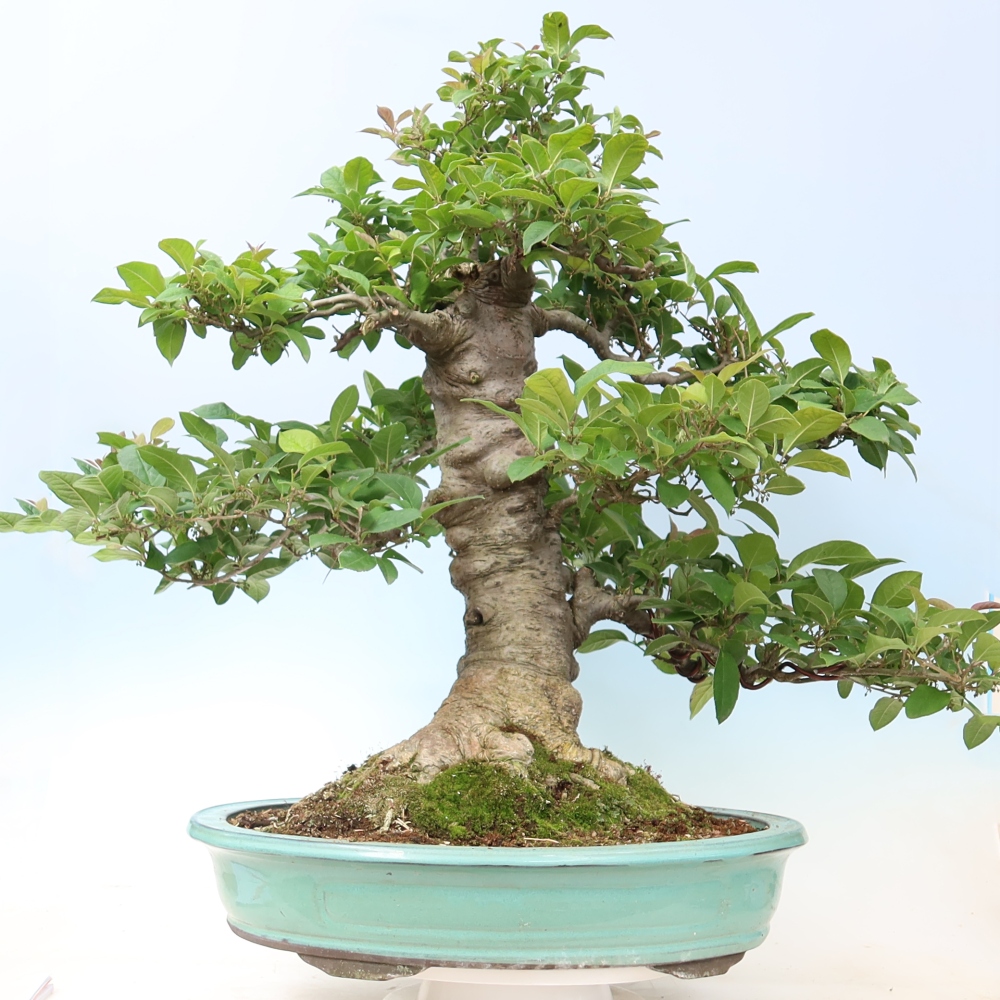 Outdoor Bonsai - Ilex serrata - Sawtooth Holly