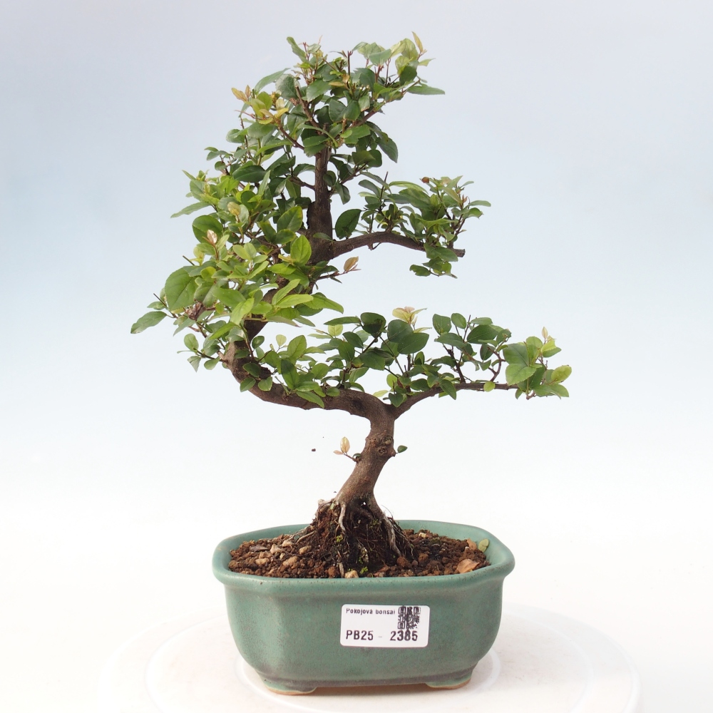 Indoor bonsai - Sagerécie thea - Sagerécie thea