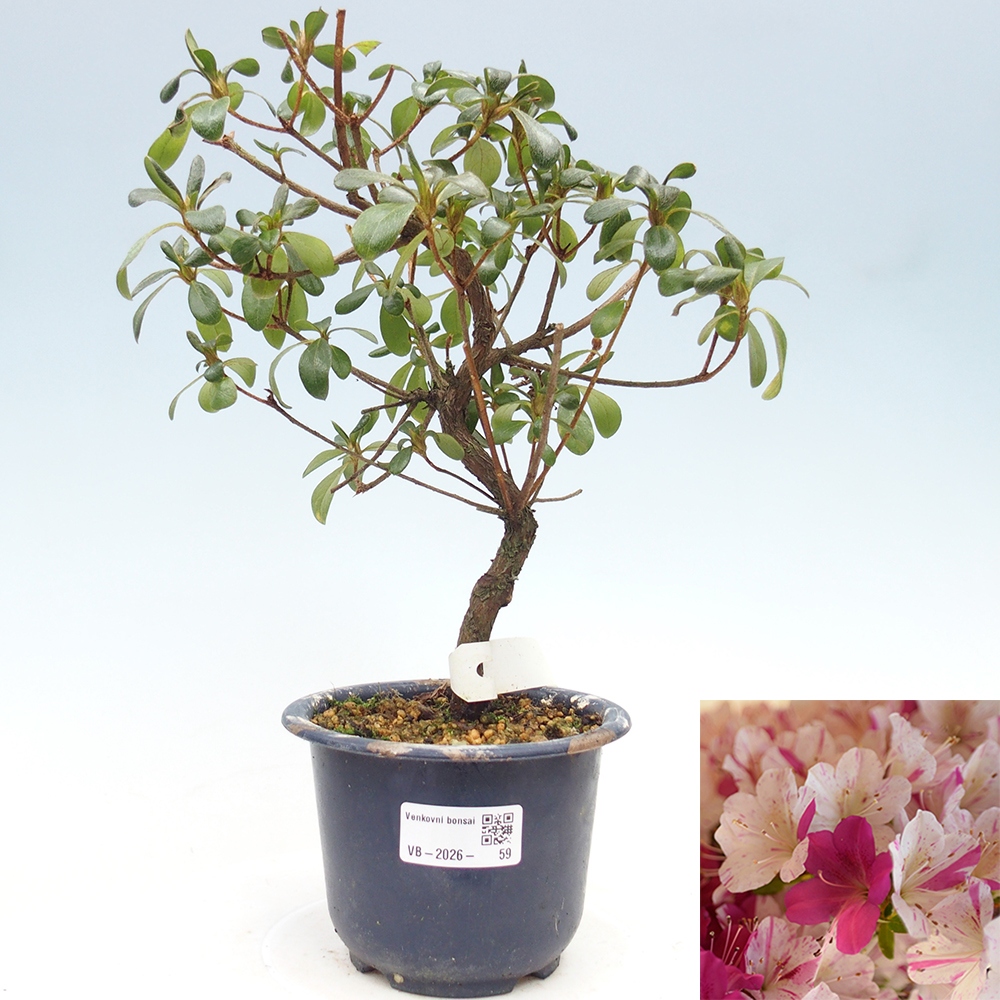 Outdoor bonsai - Japanese azalea - Azalea Kaminoyamakirin