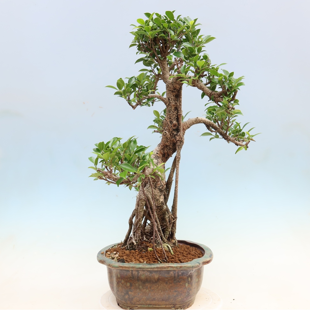 Room bonsai - Ficus kimmen - small-leaved ficus