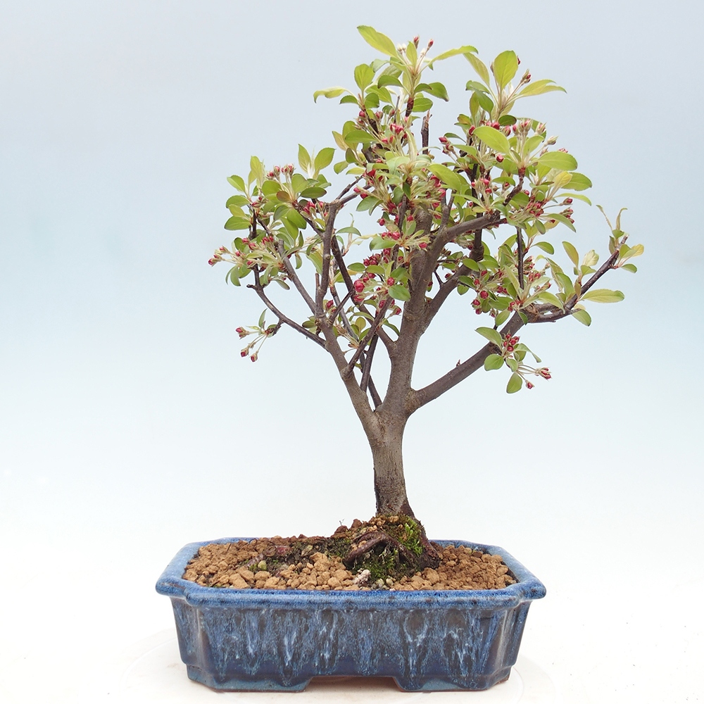 Outdoor bonsai -Malus domestica - Small-fruited red-leaved apple tree