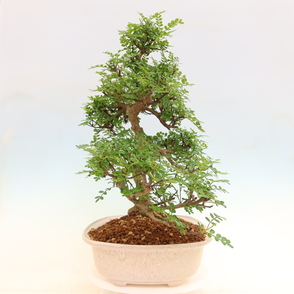 Room bonsai - Zantoxylum piperitum - pepper tree