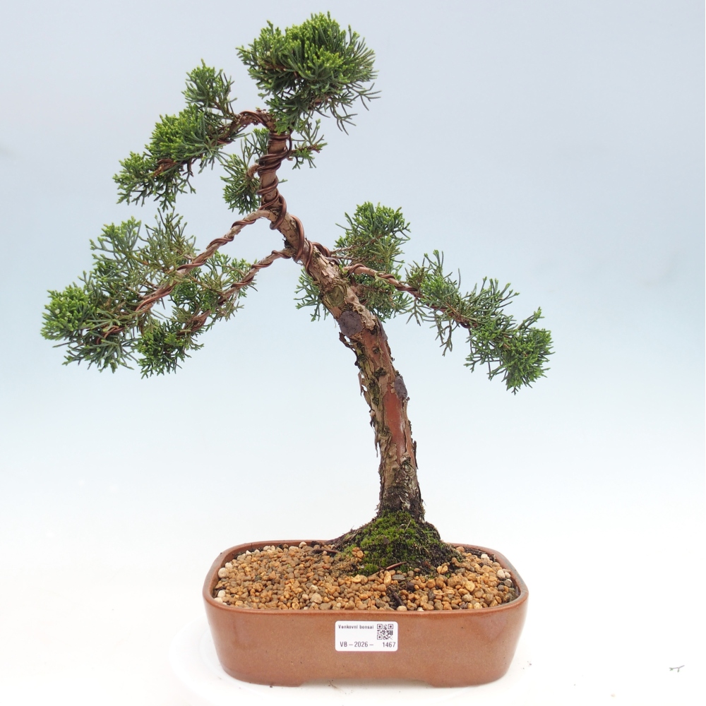 Outdoor bonsai - Juniperus chinensis Kishu