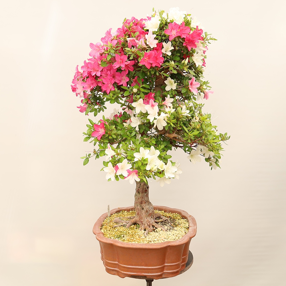 Outdoor bonsai - Japanese Azalea - Azalea Sayaka