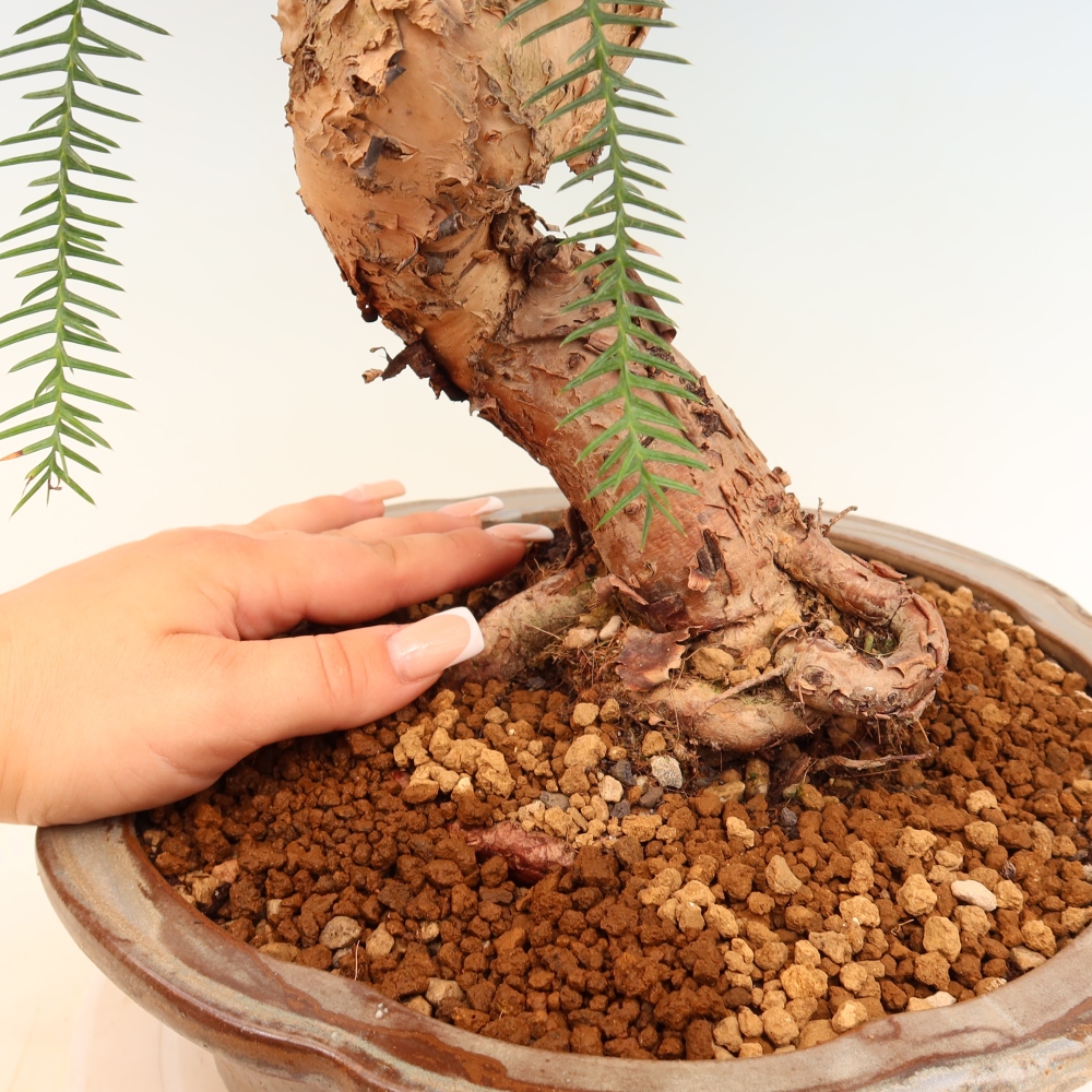 Indoor Bonsai - Araucaria - Indoor Spruce