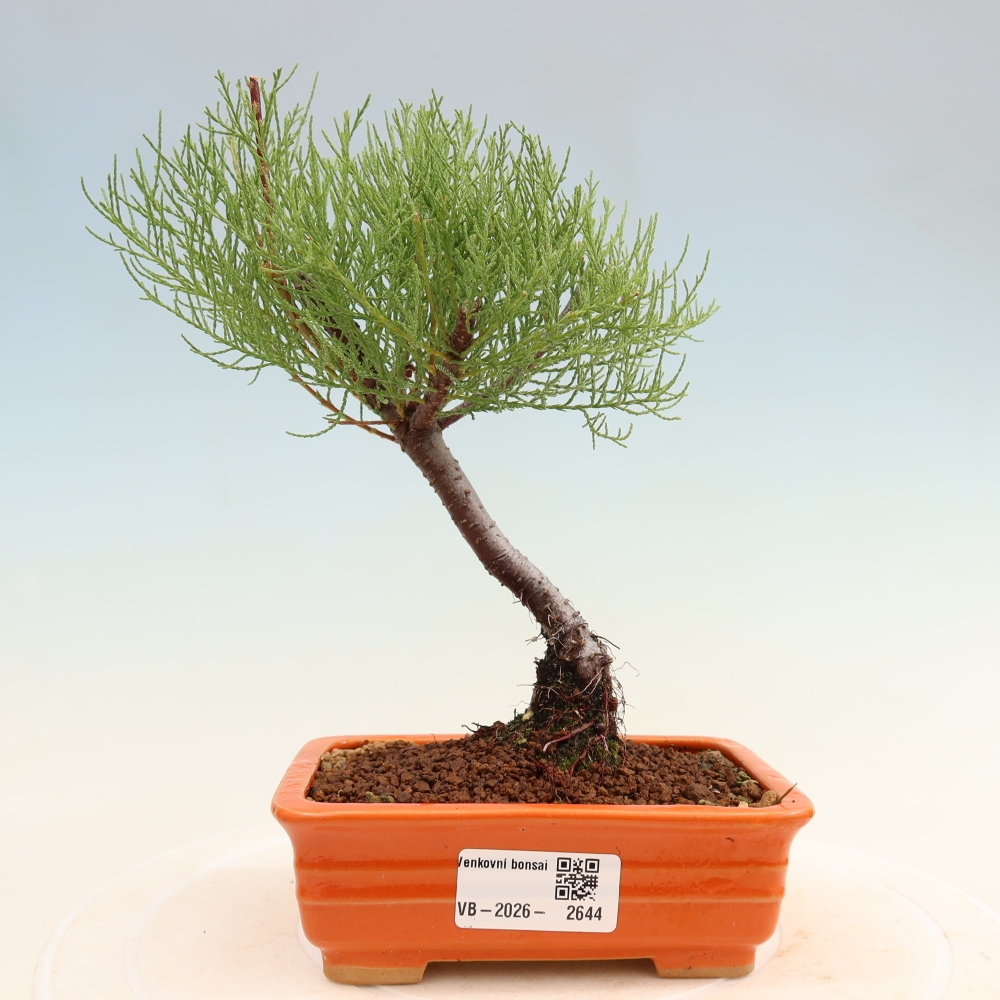 Outdoor Bonsai - Tamarisk - Tamarix