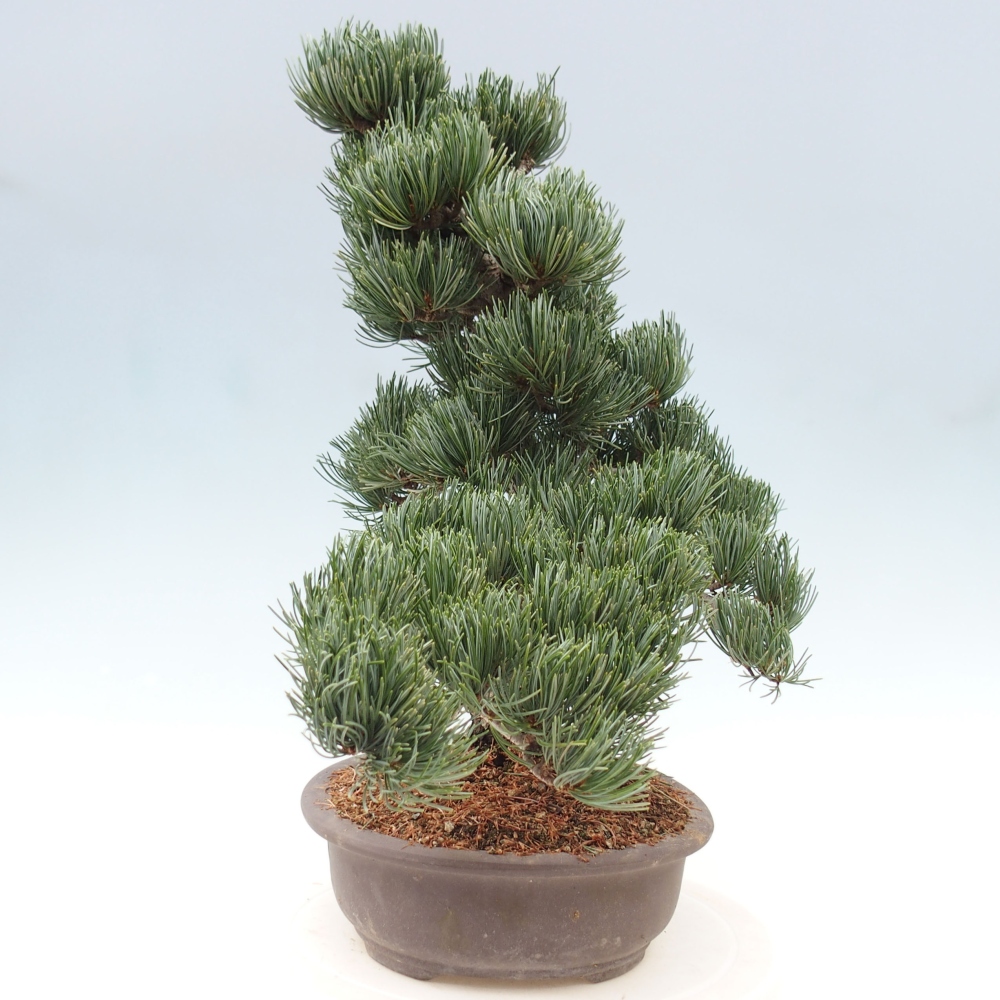 Outdoor bonsai - Pinus parviflora - Small pine tree