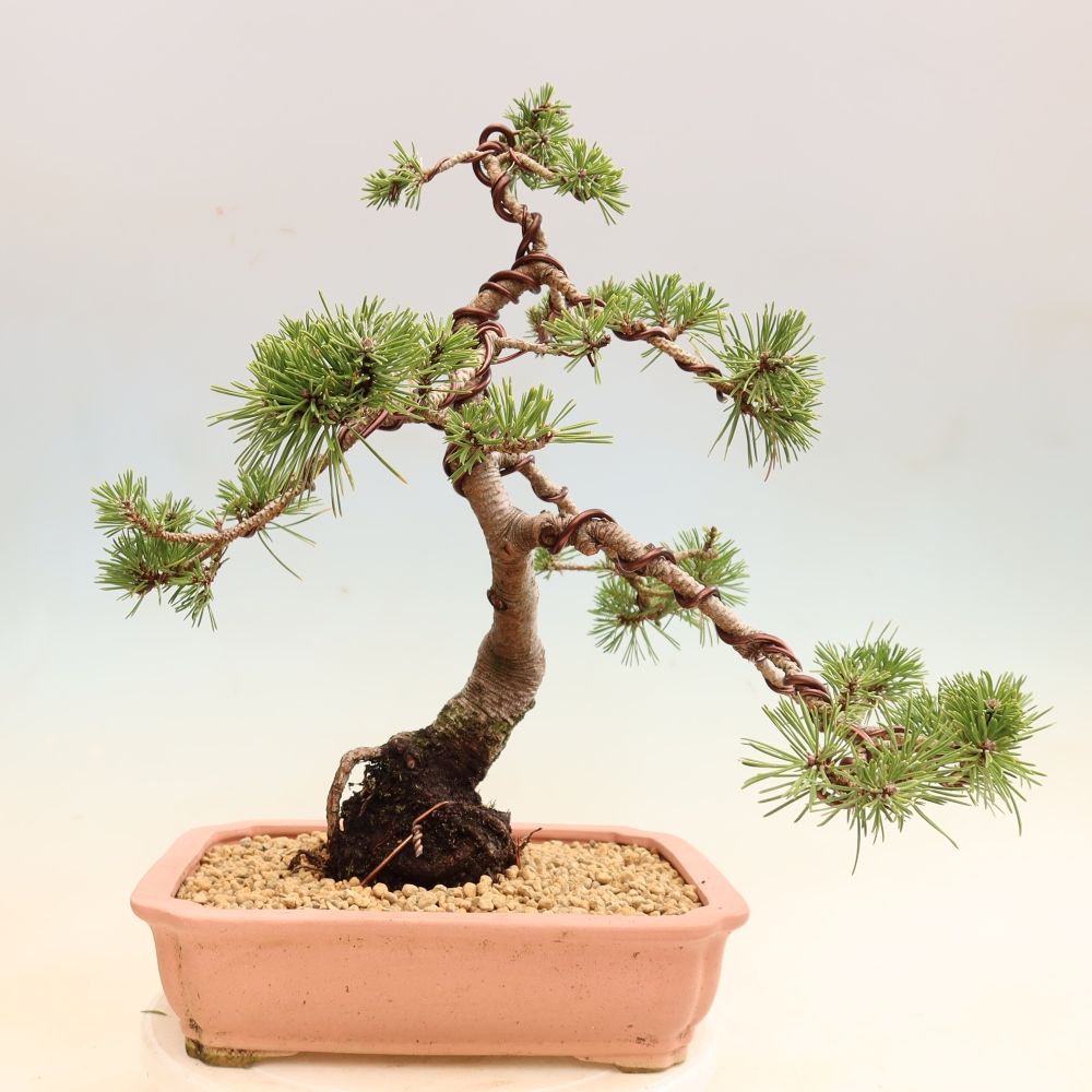 Outdoor Bonsai - Pinus mugo Humpy  - Mountain Pine