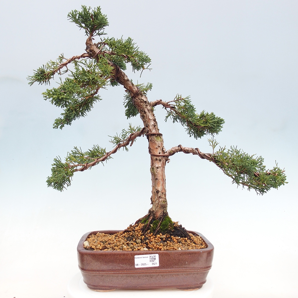 Outdoor bonsai - Juniperus chinensis Kishu