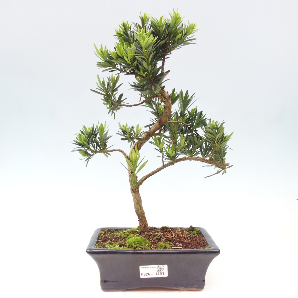 Room bonsai - Podocarpus - Stone Yew