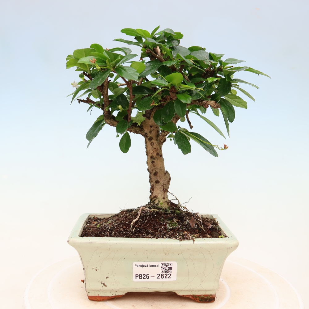 Room bonsai - Carmona macrophylla - Tea fuki
