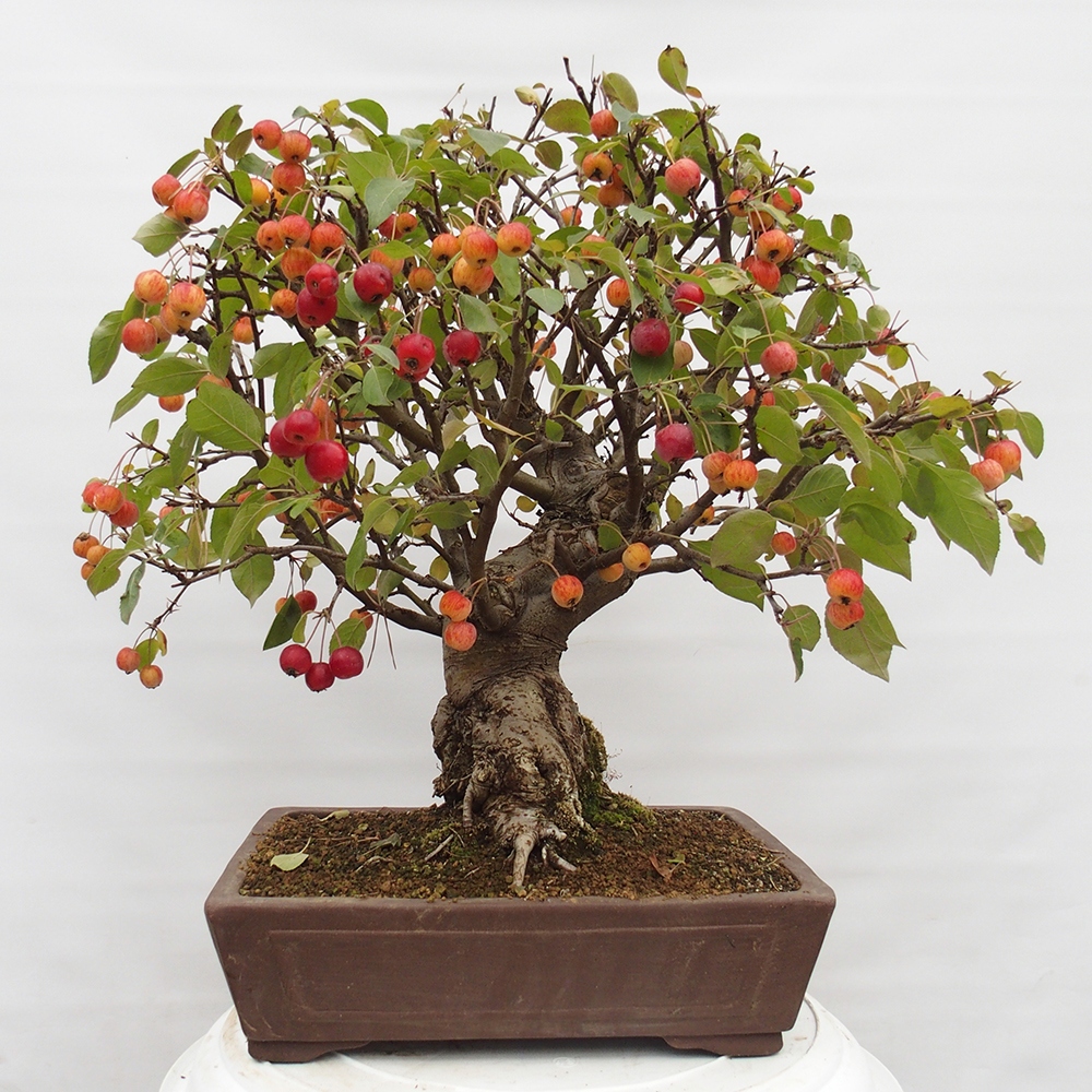 Outdoor bonsai - Malus halliana - Small-fruited apple tree