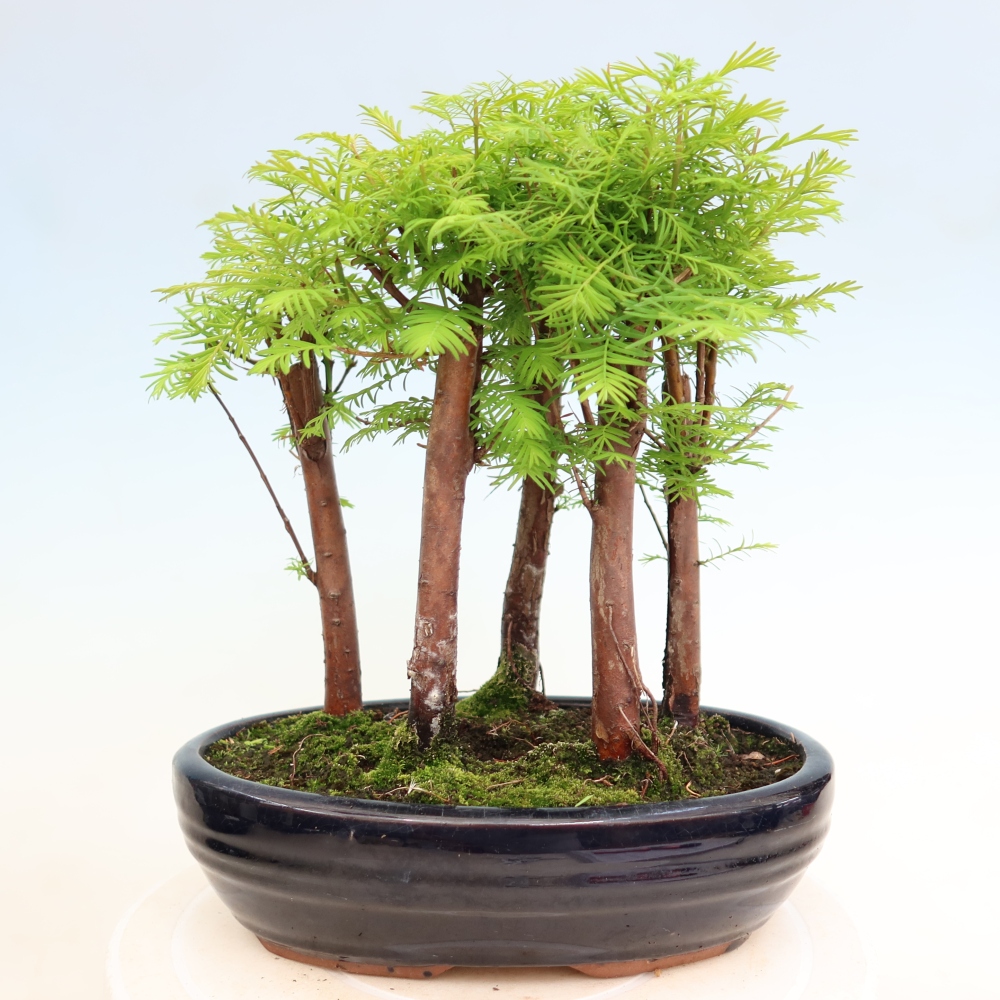 Outdoor Bonsai - Metasequoia glyptostroboides - Chinese Metasequoia - Grove