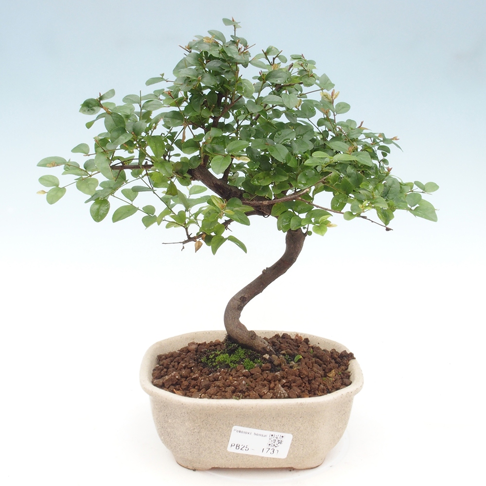 Indoor bonsai - Sagerécie thea - Sagerécie thea