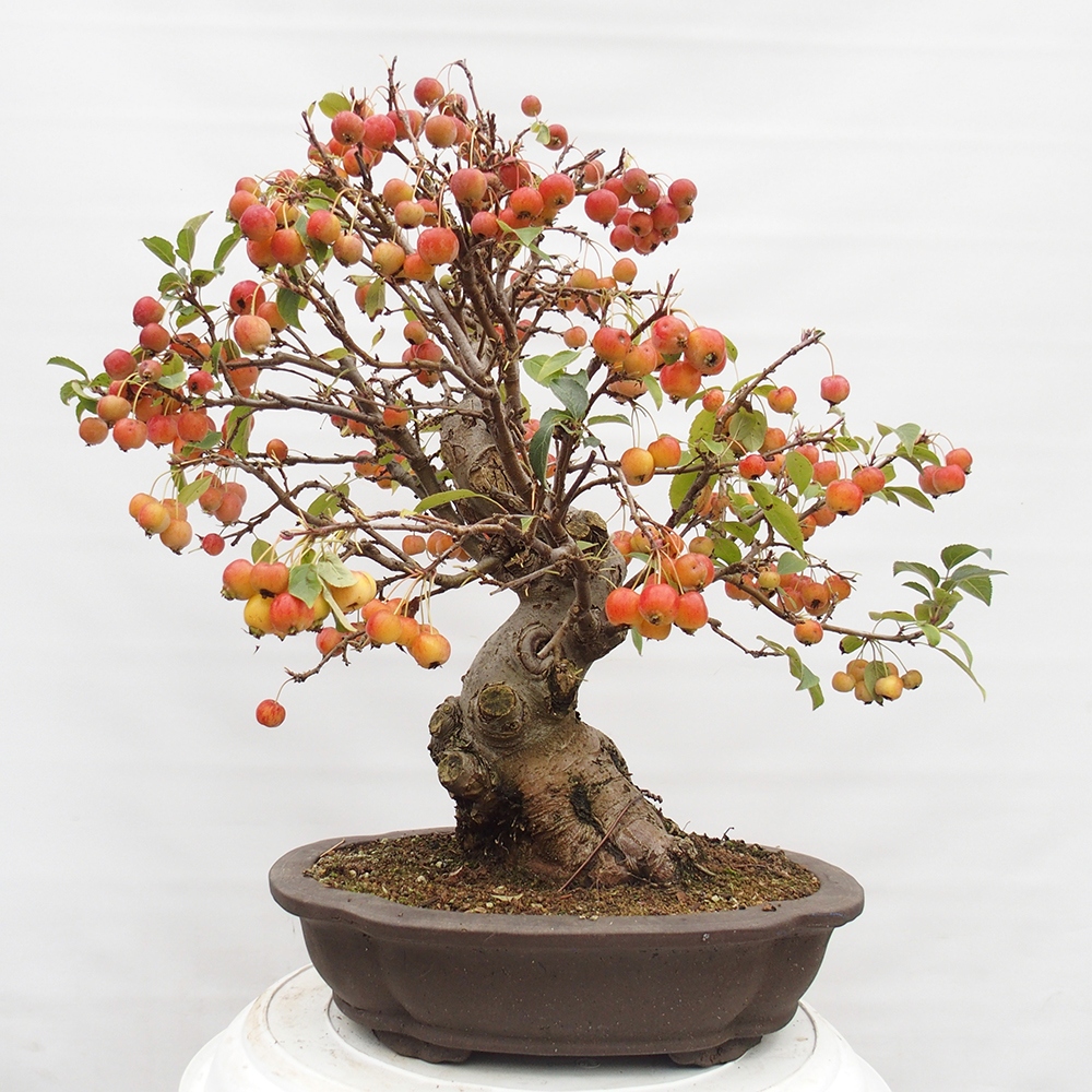 Outdoor bonsai - Malus halliana - Small-fruited apple tree