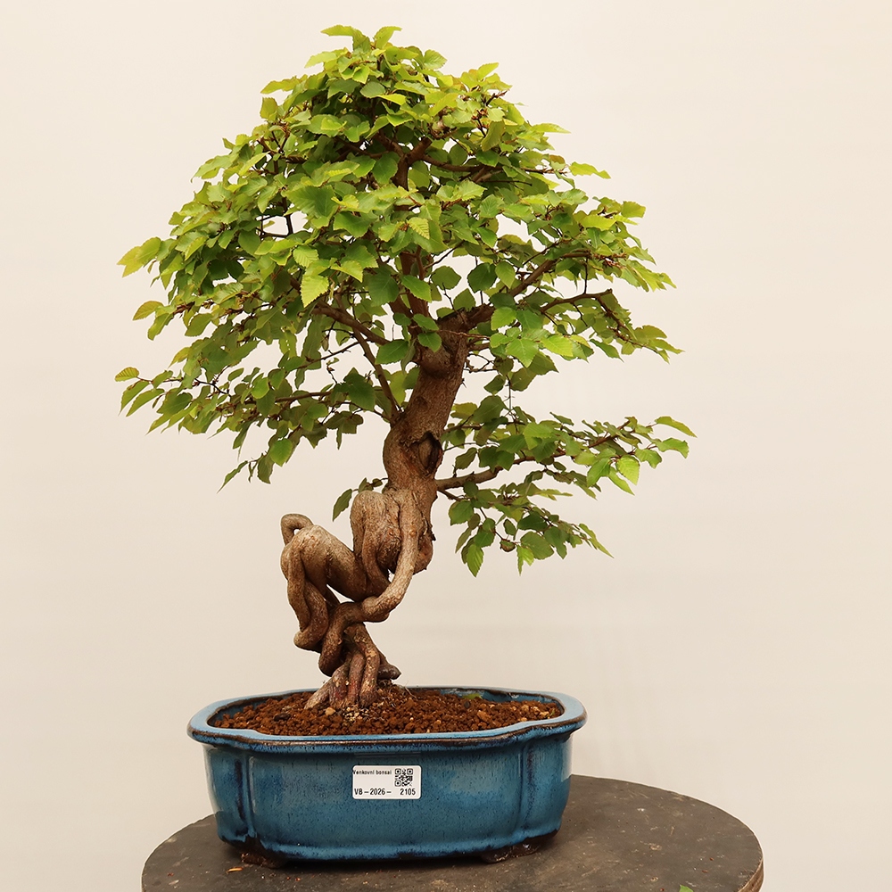 Outdoor bonsai - Carpinus Coreana - Korean hornbeam