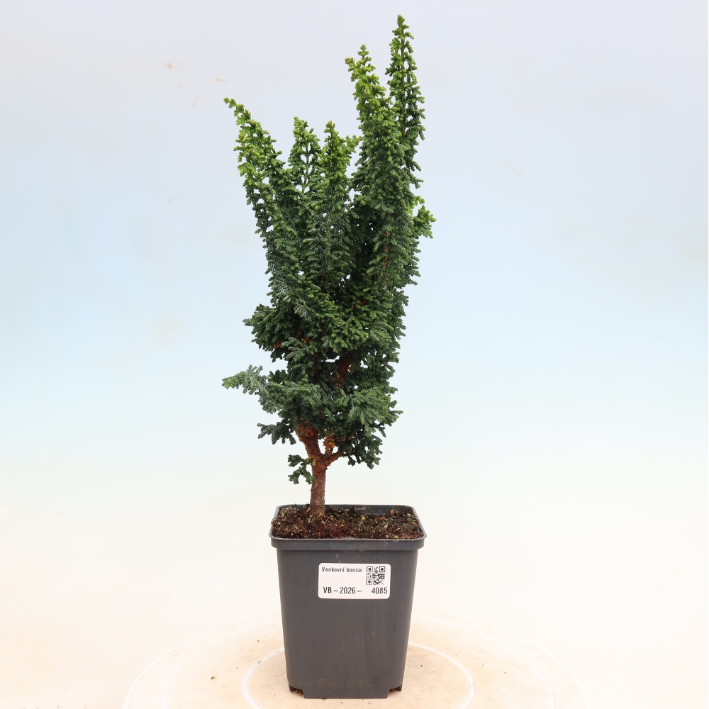 Outdoor bonsai - Cham. obtusa SEKKA HINOKI - Cypress