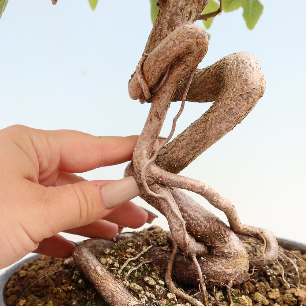 Outdoor bonsai -Carpinus CARPINOIDES - Korean Hornbeam