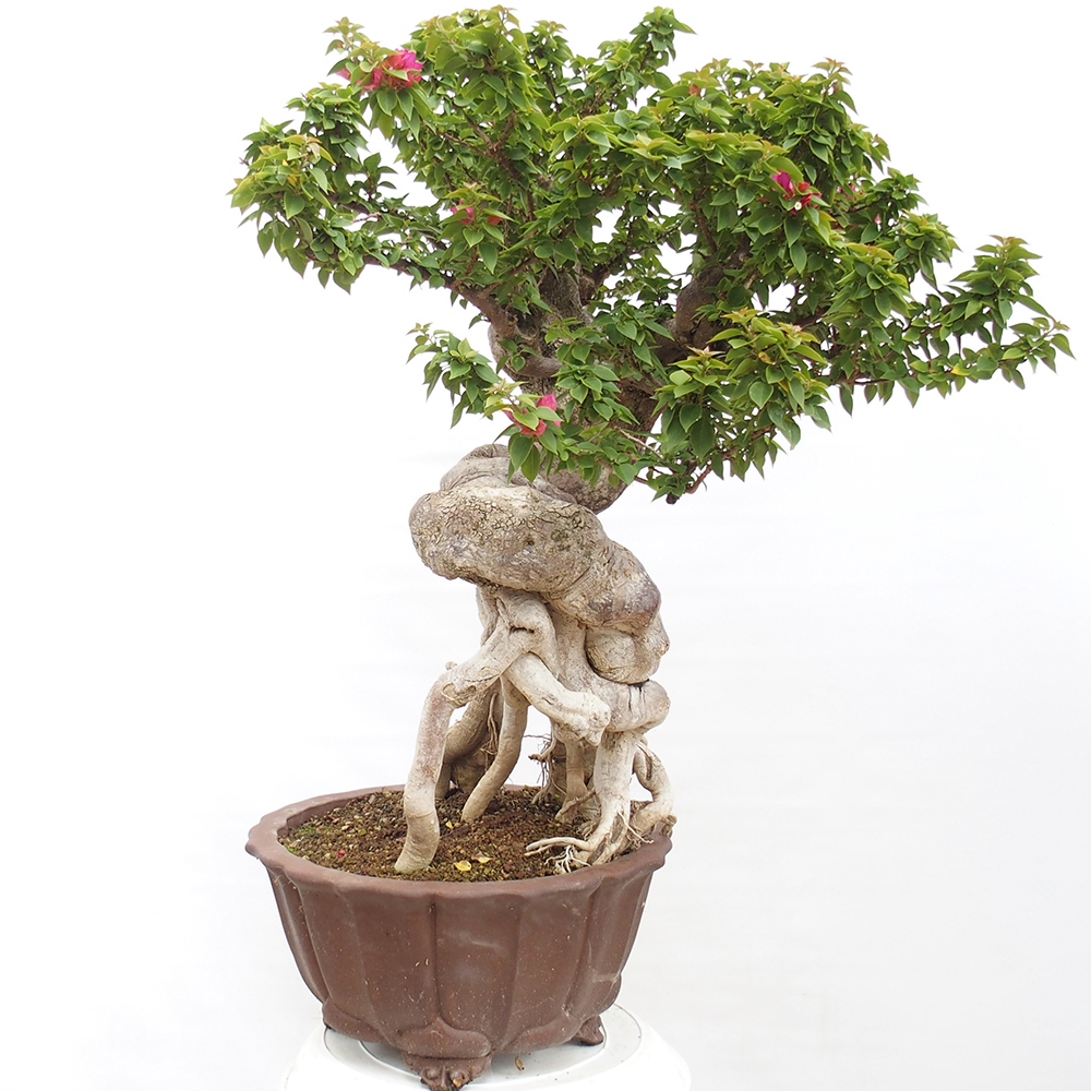 Indoor bonsai - Bouganwilea