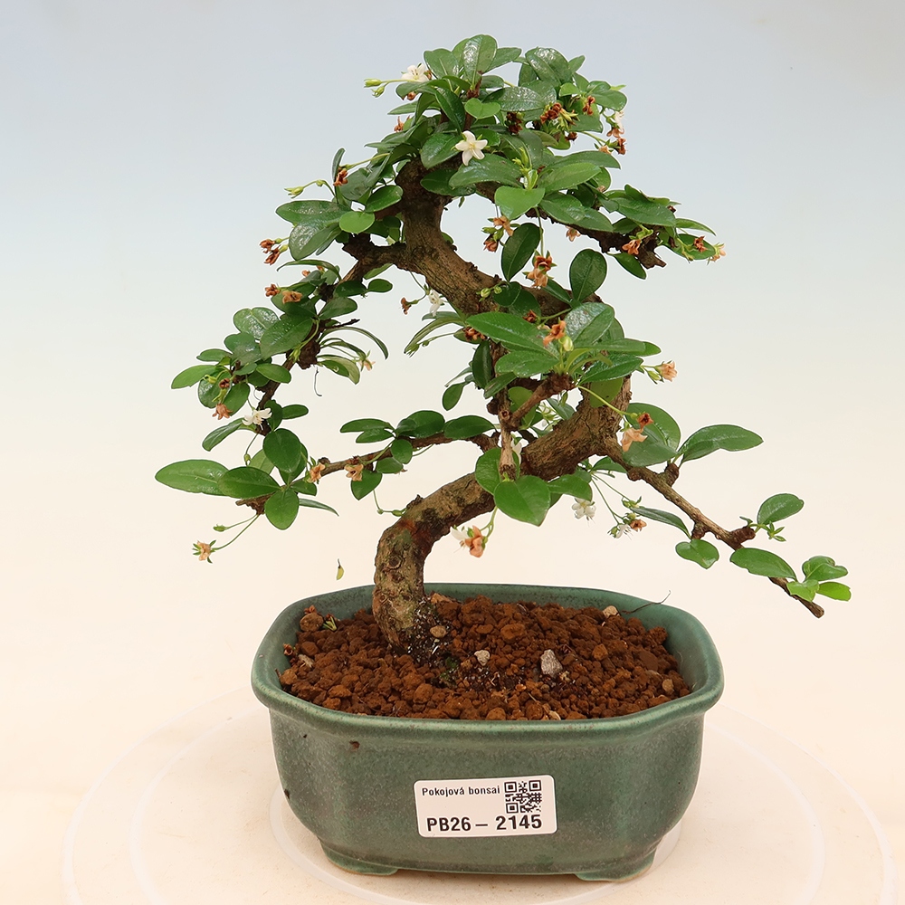 Room bonsai - Carmona macrophylla - Tea fuki
