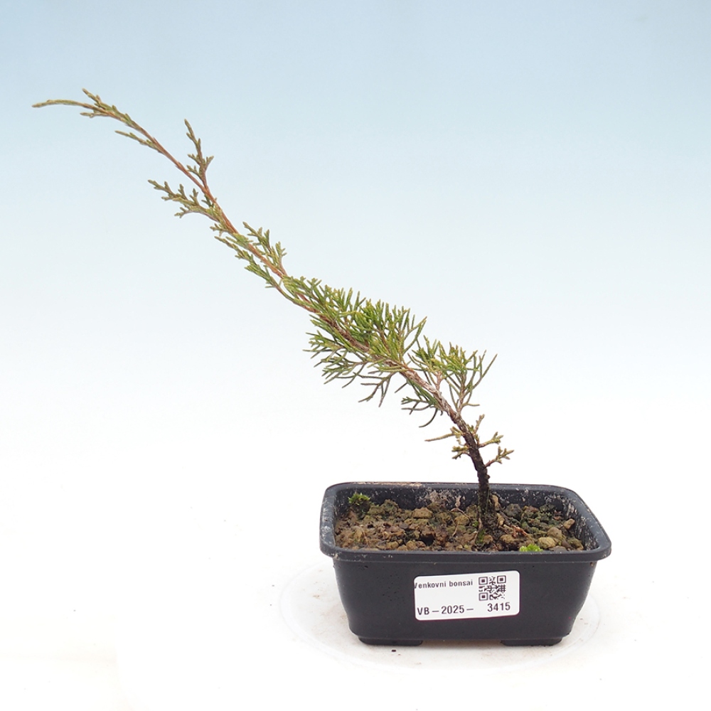 Outdoor bonsai - Juniperus chinensis Itoigawa
