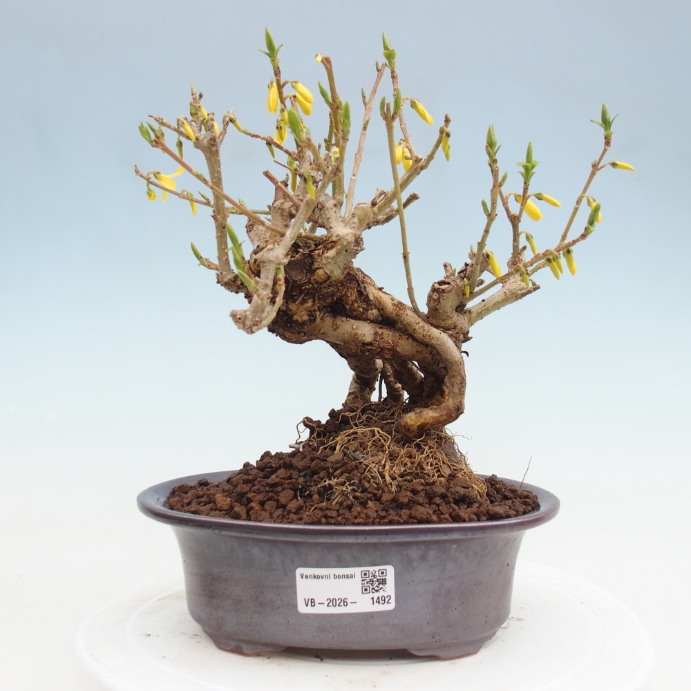 Outdoor bonsai - Zlatice - Forsythia koreana