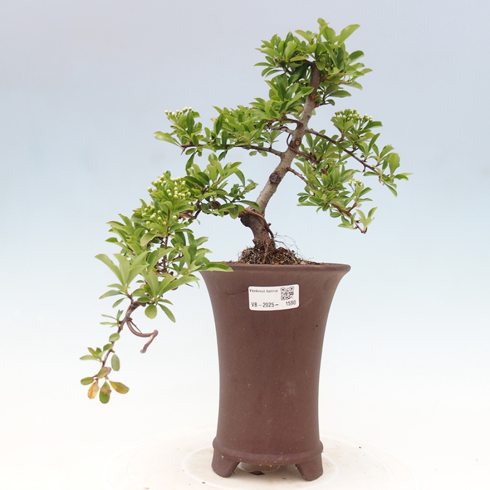 Outdoor Bonsai-Pyracanta Teton -Bakery