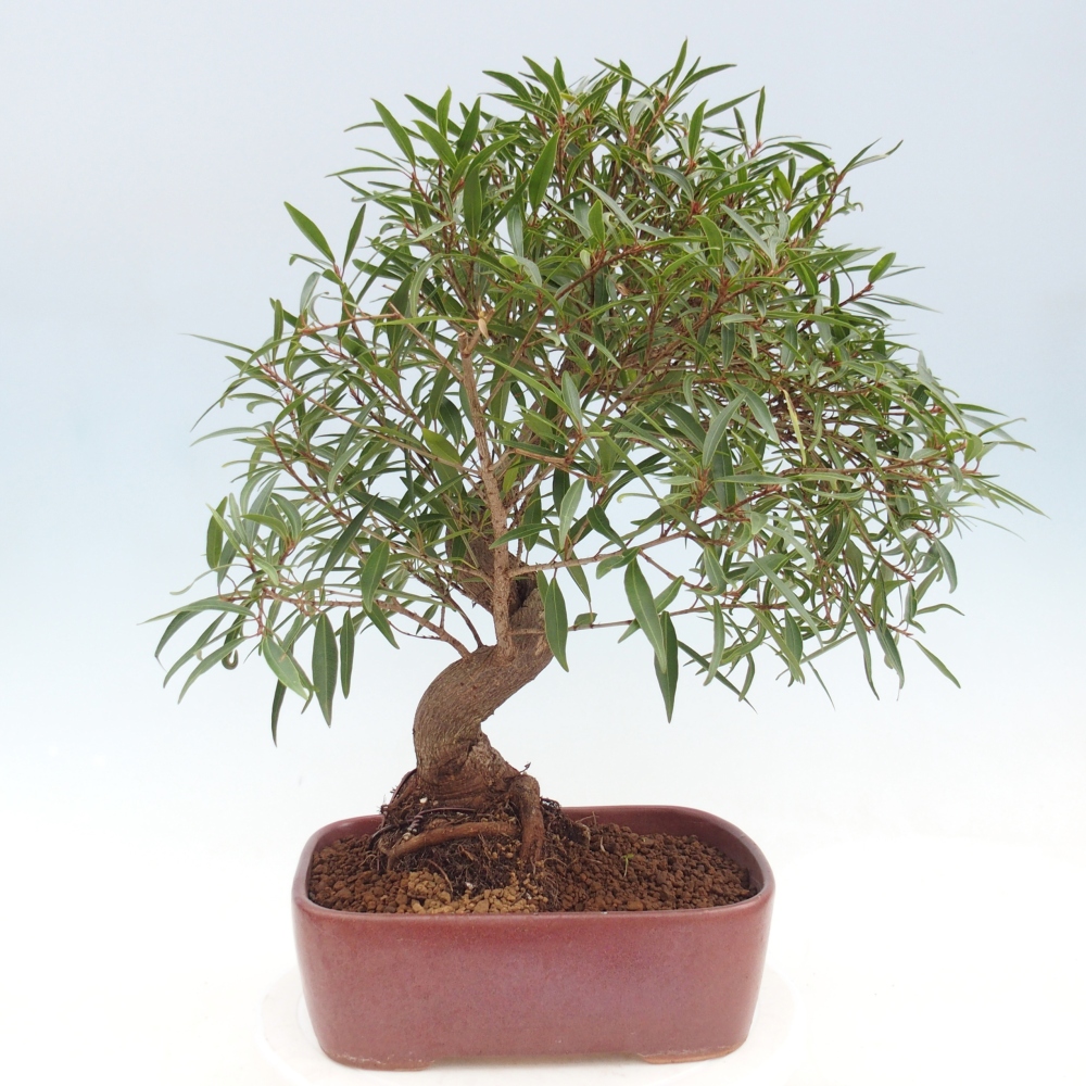 Room bonsai - Ficus nerifolia - small-leaved ficus