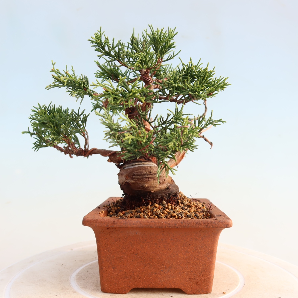 Outdoor bonsai - Juniperus chinensis Itoigawa - Chinese juniper