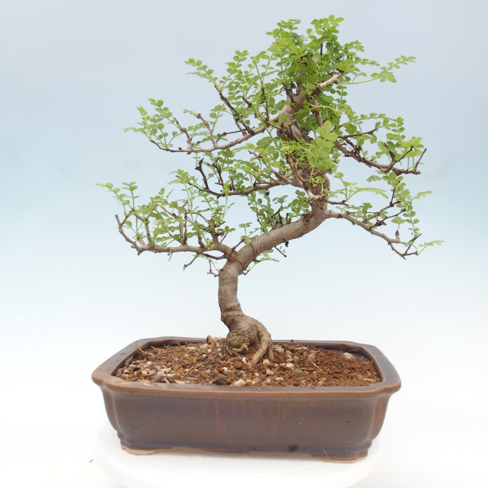 Room bonsai - Zantoxylum piperitum - pepper tree