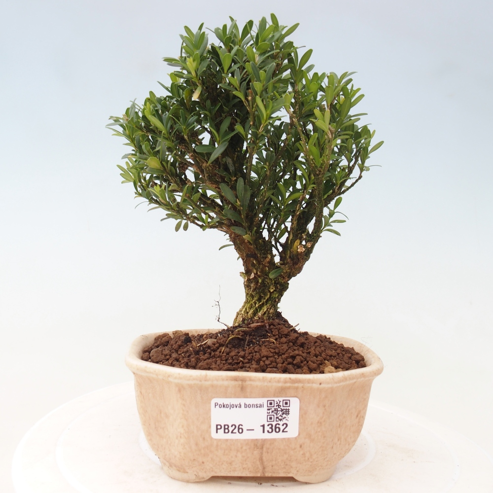 Room bonsai - Buxus harlandii - cork buxus