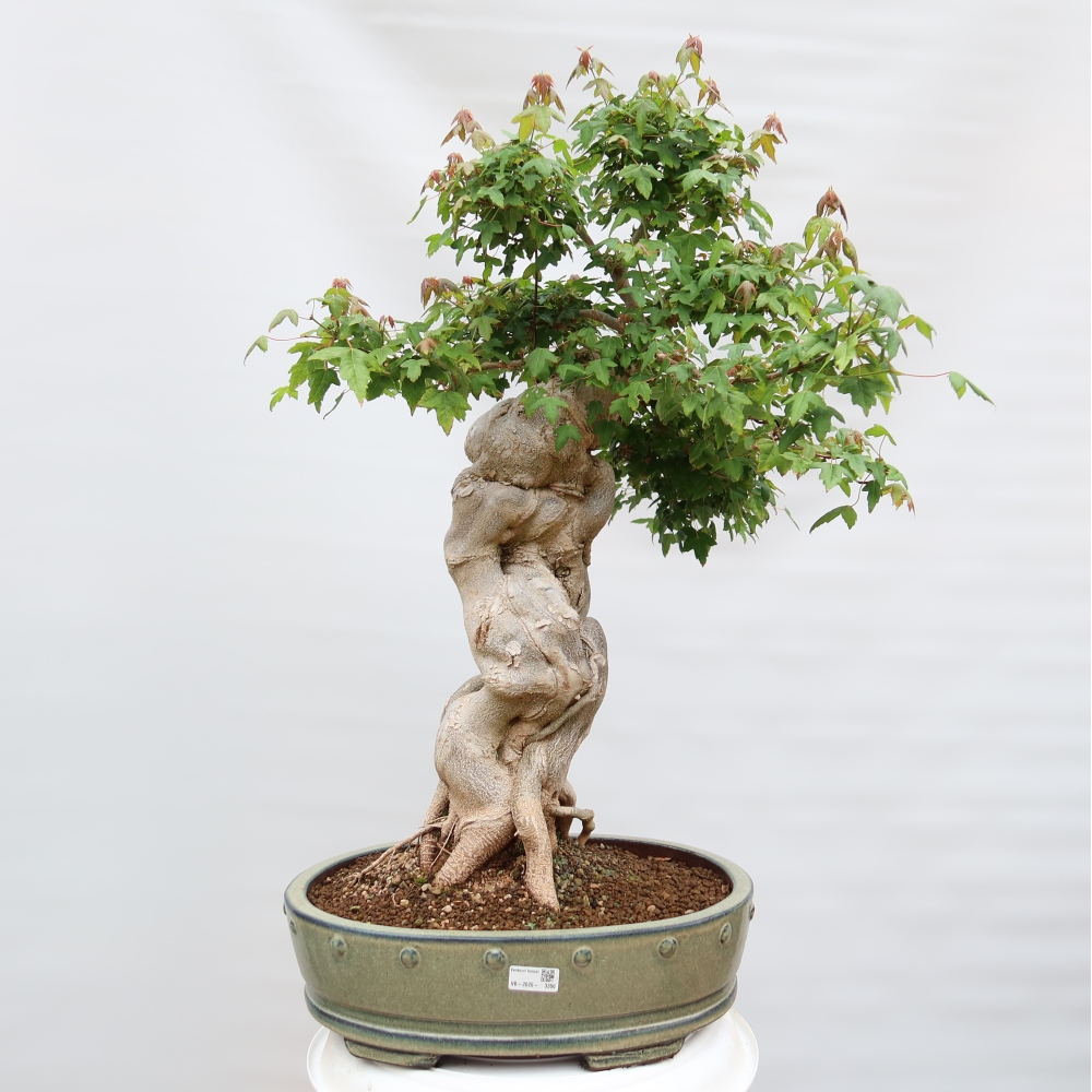 Outdoor bonsai - Maple Burger - Acer Burgerianum
