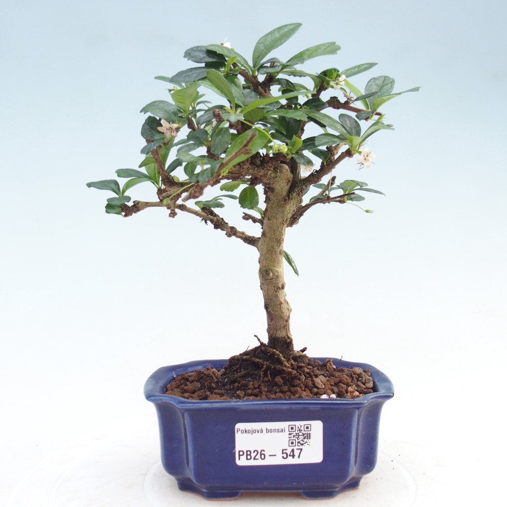 Indoor bonsai - Carmona macrophylla - Fuki tea