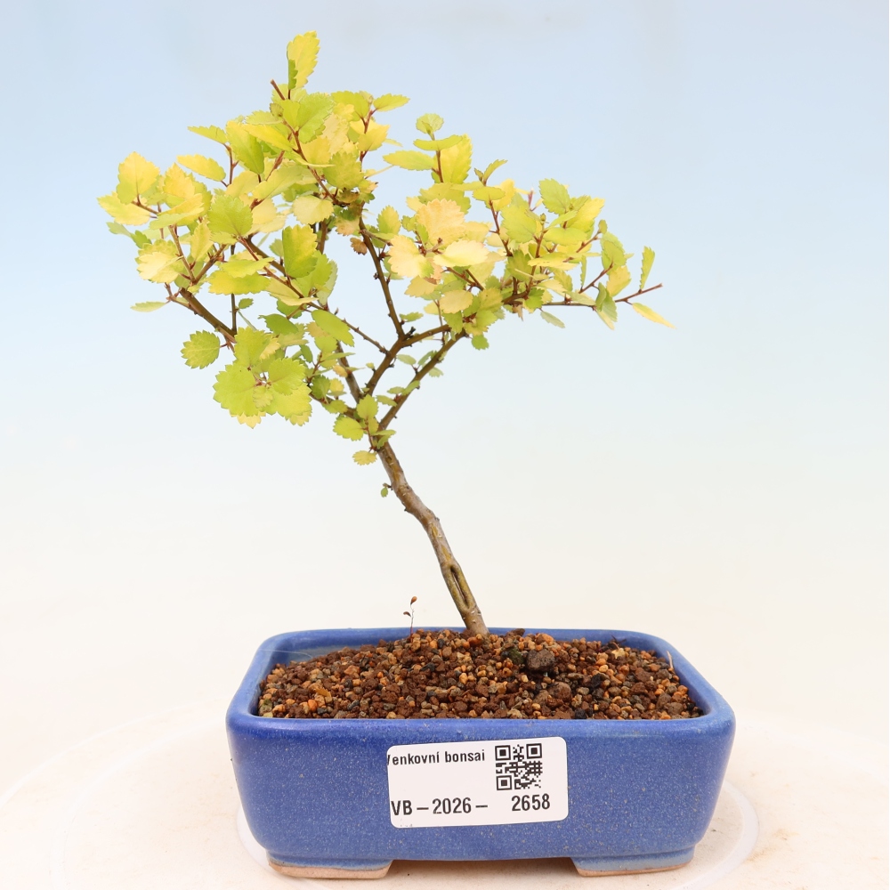 Outdoor Bonsai - Dwarf Birch - Betula NANA Golden Treasure