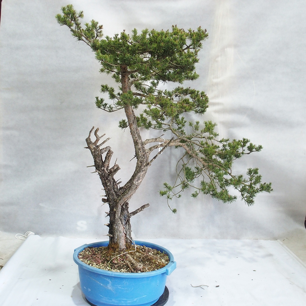 Yamadori - Pinus sylvestris 