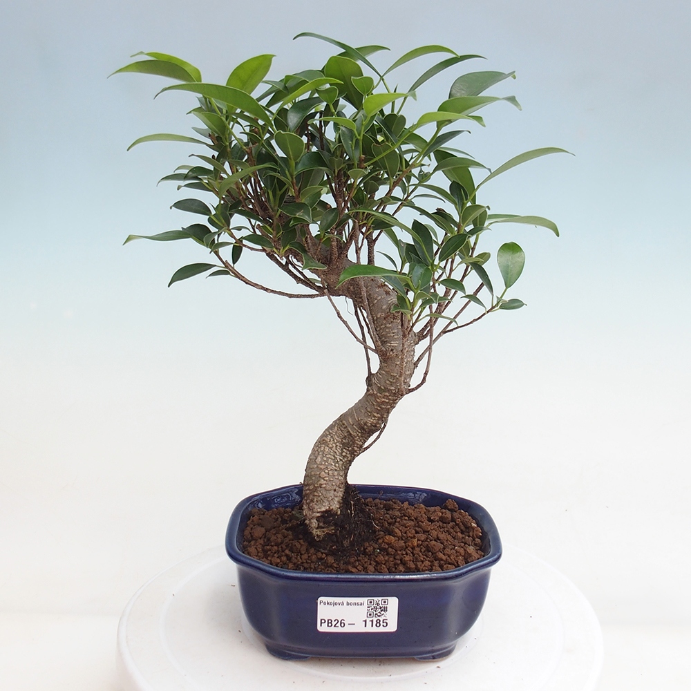 Room bonsai - Ficus retusa - small-leaved ficus