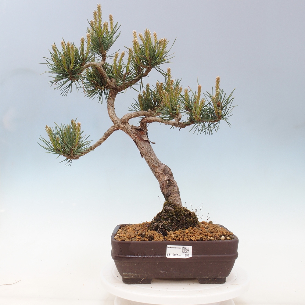 Outdoor bonsai - Pinus Sylvestris - Scots pine