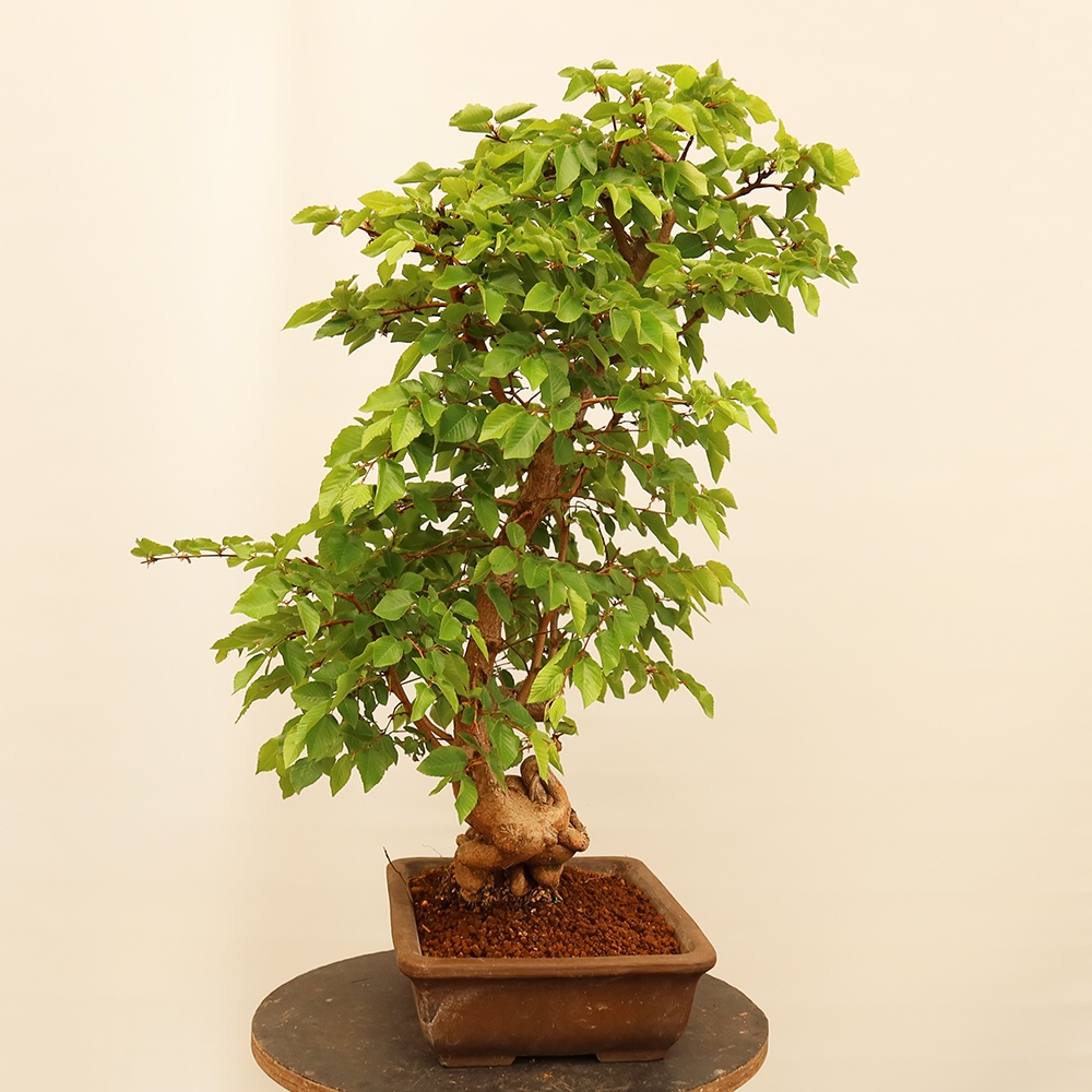 Outdoor bonsai - Carpinus Coreana - Korean hornbeam