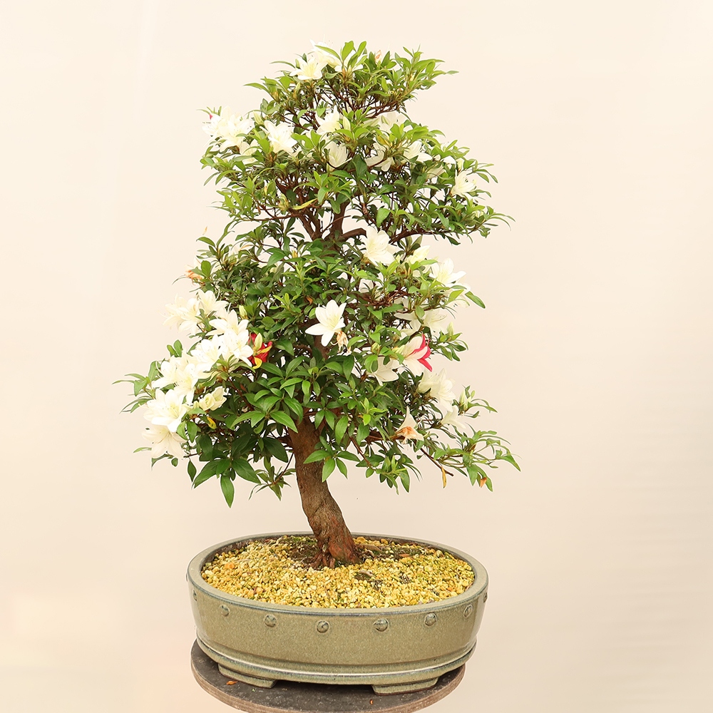Outdoor bonsai - Japanese azalea - Azalea CHIHIRO