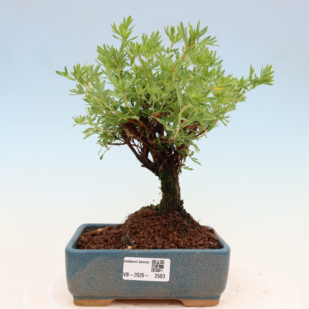 Outdoor bonsai - Potentila fruticosa