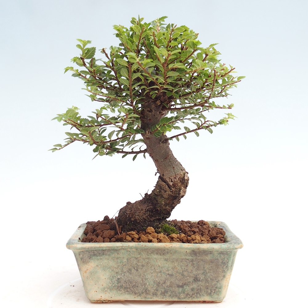 Outdoor bonsai - Ulmus parvifolia Hokkaido - Chinese elm