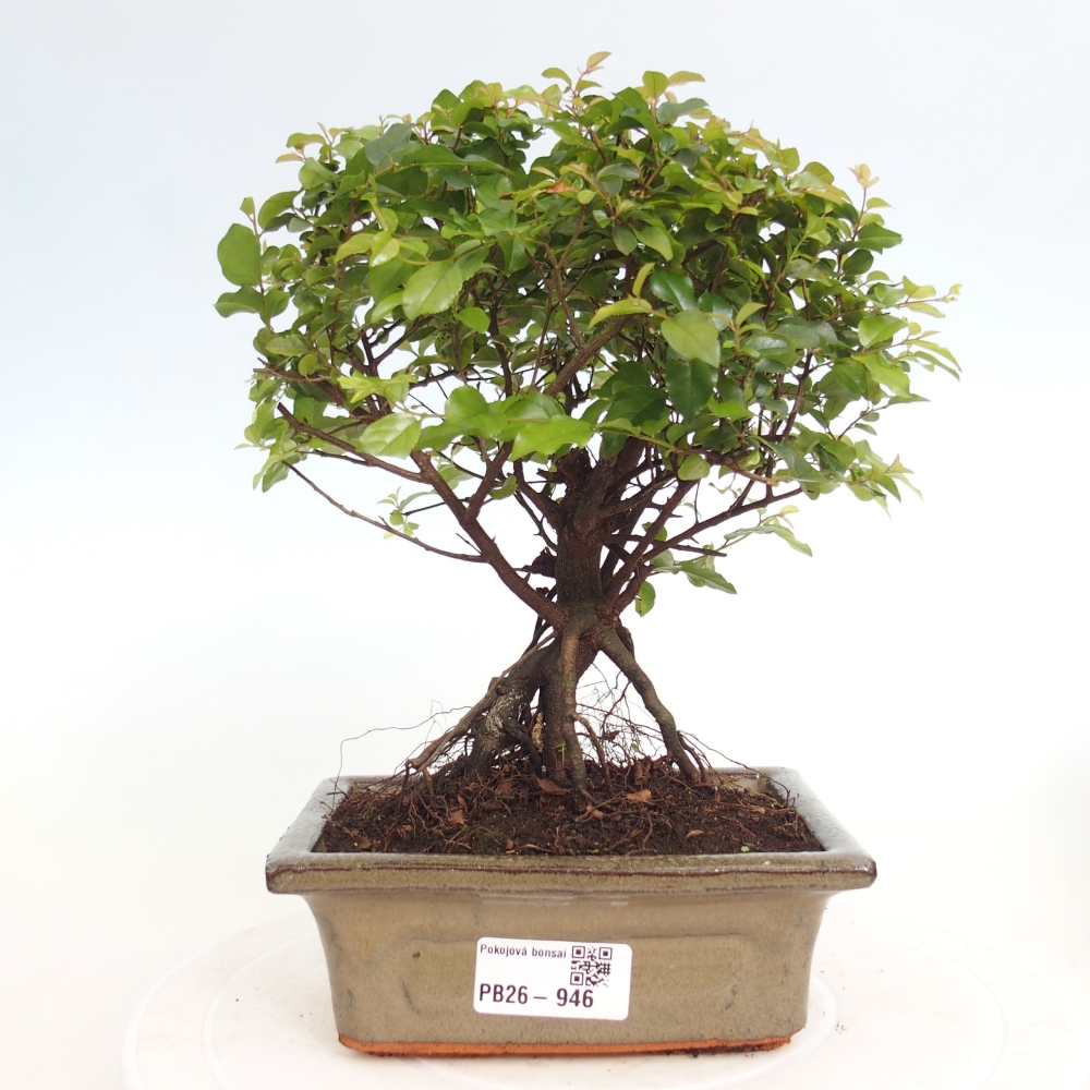 Room bonsai - Sageretia thea - Sageretia thea