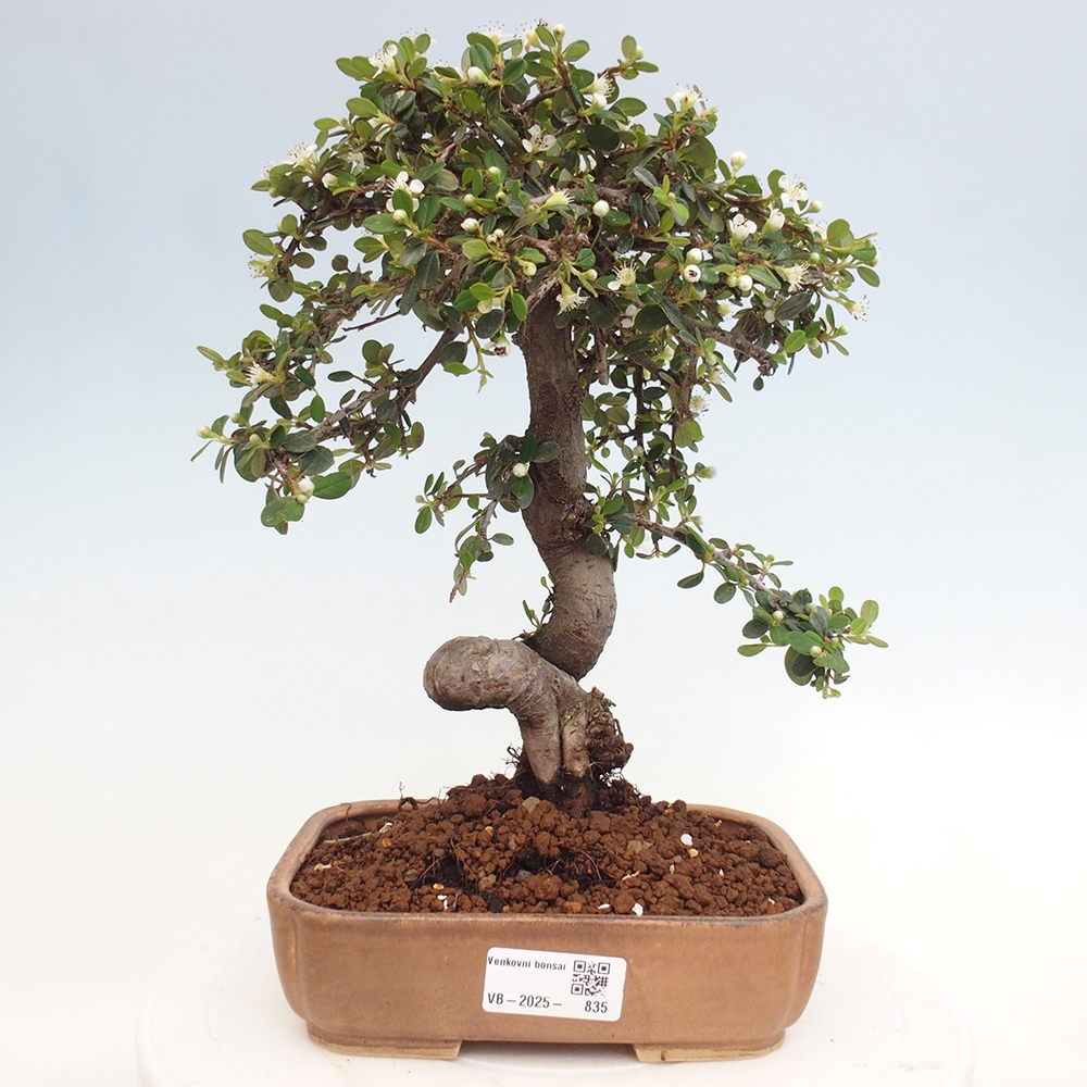 Outdoor bonsai-Cotoneaster dammeri - Rock Damer