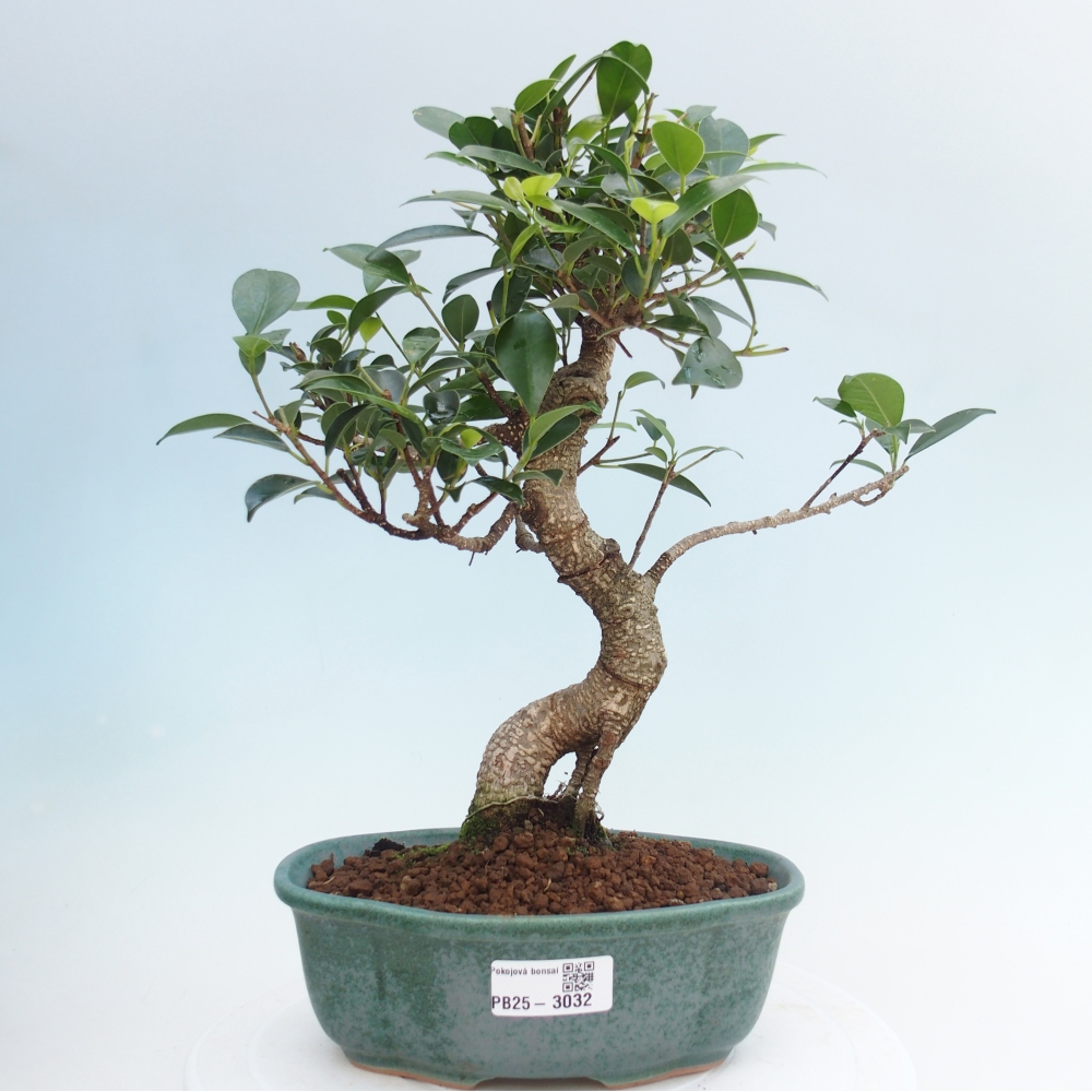 Indoor bonsai - Ficus retusa - small ficus