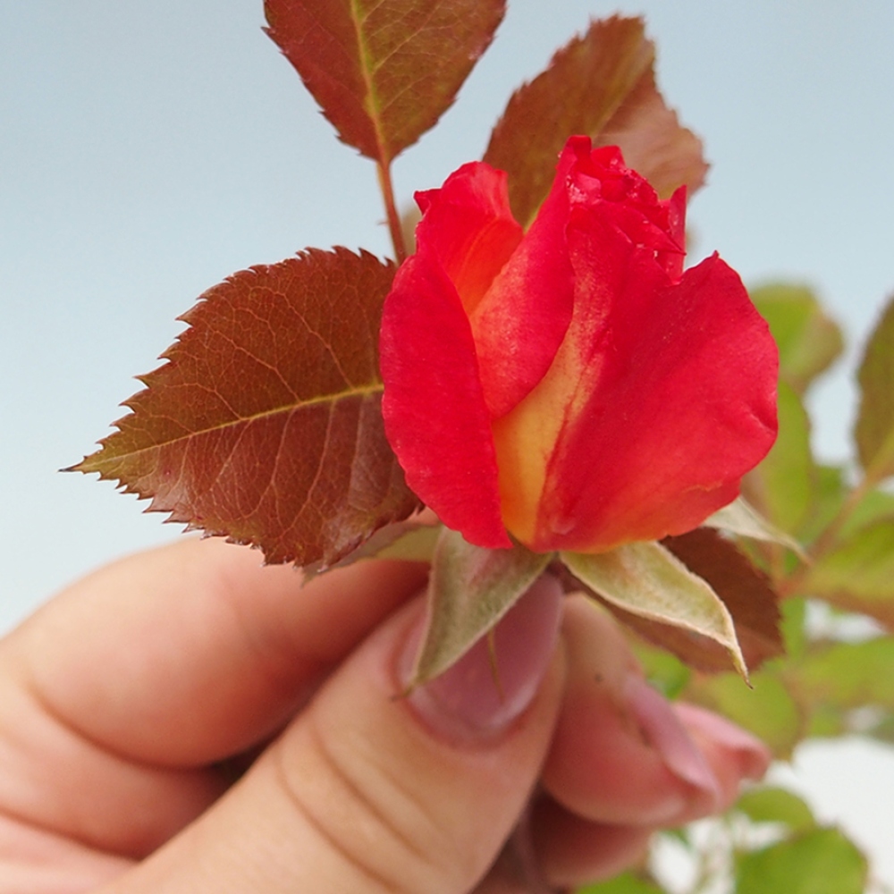 Outdoor bonsai - Rosa Kordes -  rose