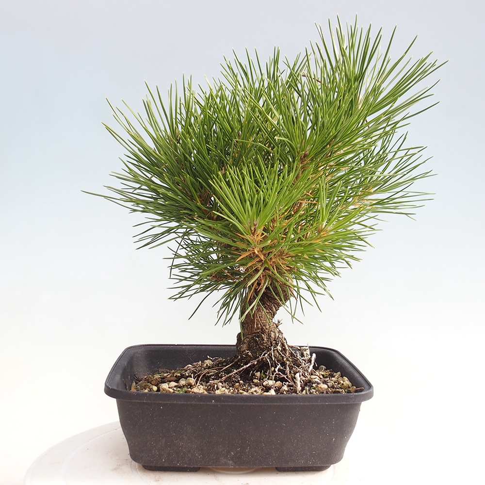 Outdoor bonsai - Pinus thunbergii - Thunberg pine