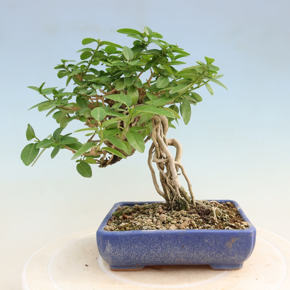 Indoor bonsai - Premna serratifolia - Kozlovna malolista