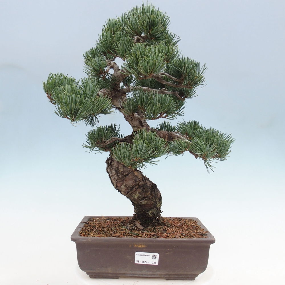 Outdoor bonsai - Pinus parviflora - Small pine tree