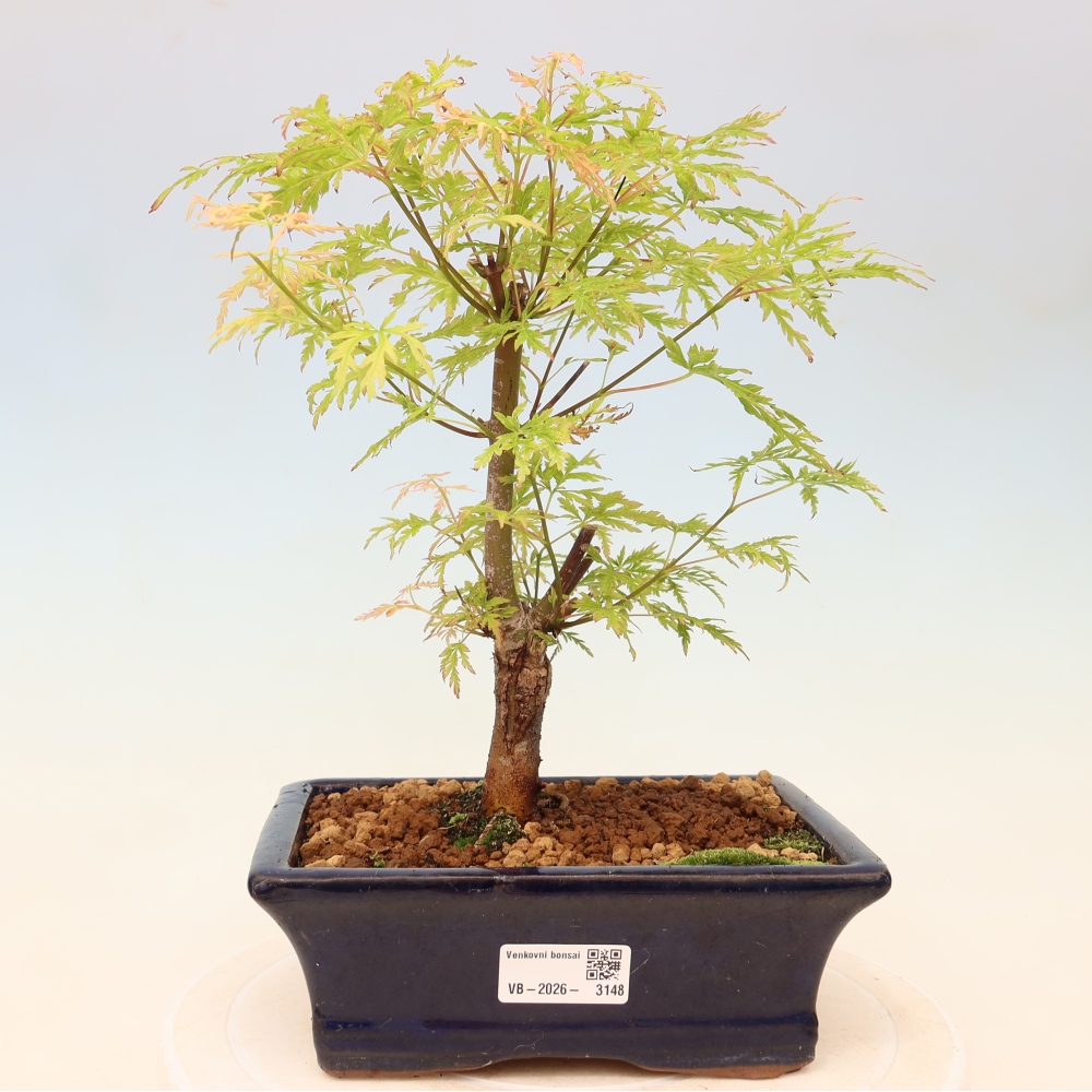 Outdoor Bonsai - Acer palmatum Dissectum - Japanese Maple 