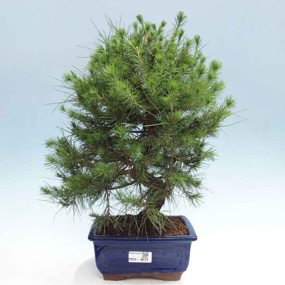 Room bonsai-Pinus halepensis-Pine of Aleppo